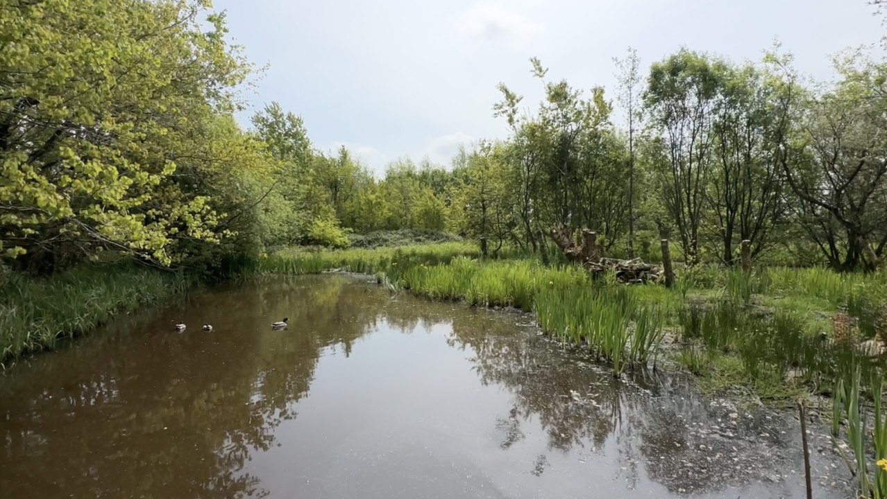 Protecting Wales’ peatlands