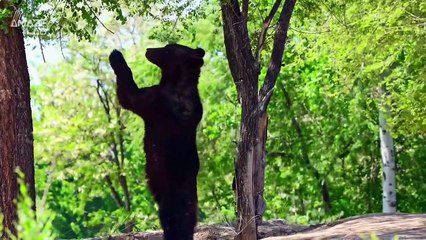 This Is What Happened When Biologists Started Tracking Animal Behavior During the COVID Lockdown