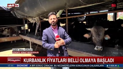 Kurbanlık fiyatları belli olmaya başladı