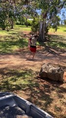 Rescued Kangaroos Released on Dry Land