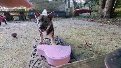 Puppy Is A Pink Piano Prodigy