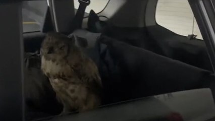 Man Finds OWL Chillin' in his Car!