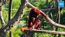 Masi, singe hurleur roux, est né à Planète sauvage en Loire-Atlantique