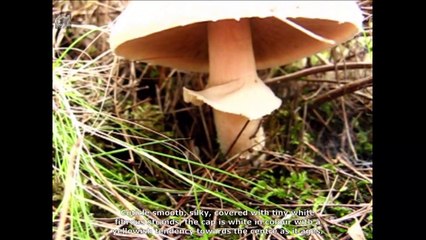 Agaricus essetti. English Text 3