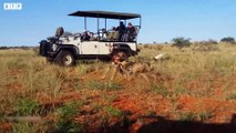 Oryx Tries Saving Her Baby from Wild Dogs, But Fail - Animal Fighting   ATP Earth