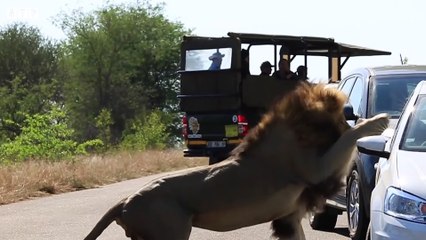 Lion Blocking Road to Attack the Vehicle   ATP Earth