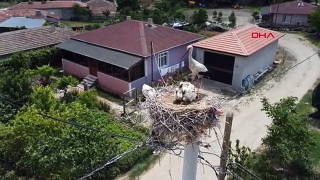 Les bébés de la cigogne pris dans la ligne à haute tension d'Edirne sont nourris par leurs pères.