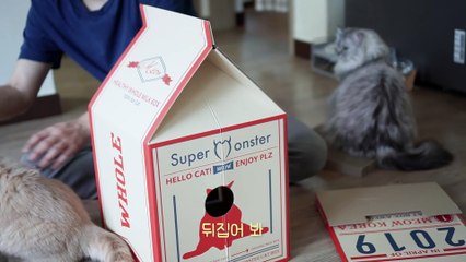 ☁️ What was the reaction of the cats who tasted milk for the first time? (ENG SUB)