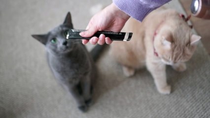 ☁️ Momo is a cat who likes only papa (ENG SUB)