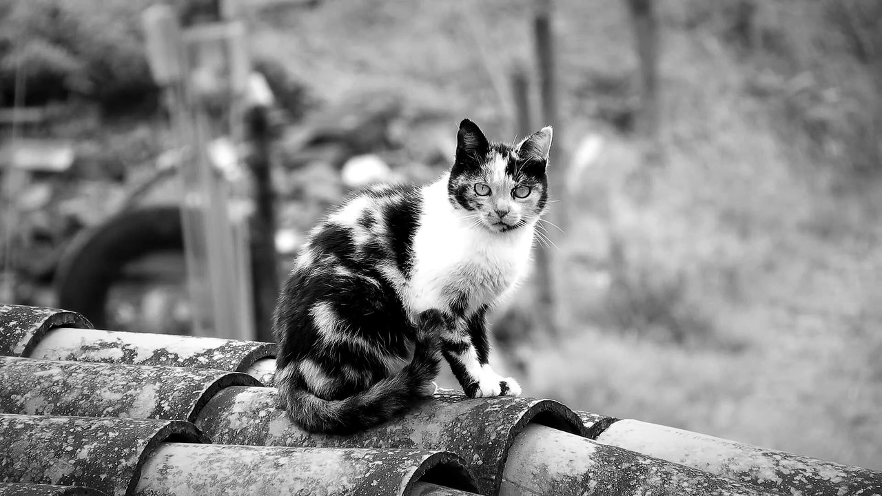 black_and_white_Cat