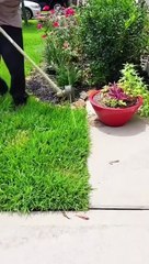 Mesin pemotong rumput