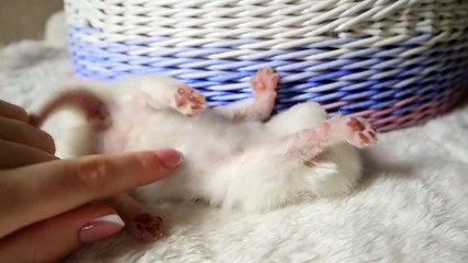 Tiny blind kitten wants to play  _ Too cute