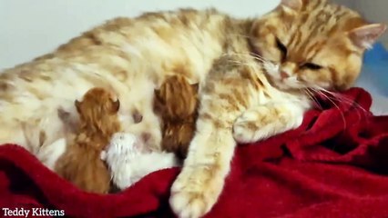 Today Ophelia Gave Birth to three sweet Babies  (April 19, 2023)