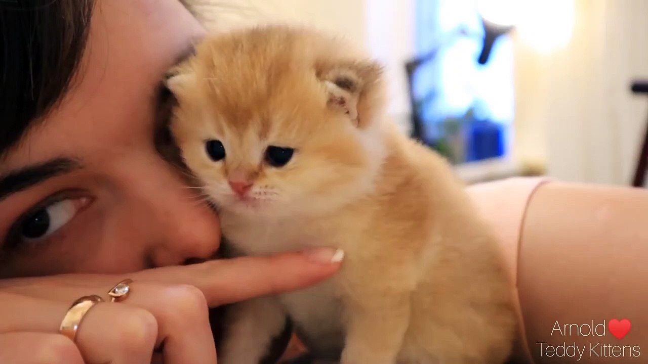 Tiny kitten kisses me Relax _ ASMR _ Too CUTE video Dailymotion