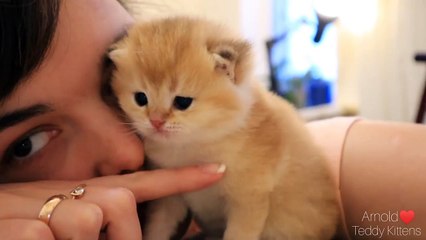 Tiny kitten kisses me  Relax _ ASMR _ Too CUTE
