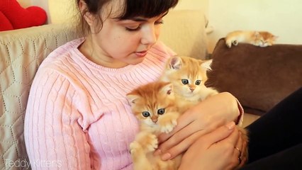 Tiny Baby kittens Rescue me from a Bad Mood.