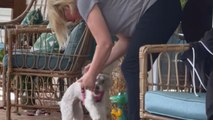 Schnauzers cannot stop jumping with excitement after owner takes them to meet Grandma