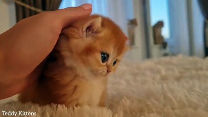 Two cute kittens Leo and Melania at the age of 1 month