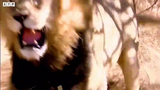 Eat Me Not Easy - Lion Attack and Eat Warthog-Zebra-Buffalo, Animal Fighting ATP Earth