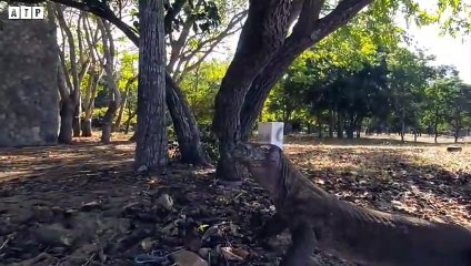 Close-Up Komodo Dragons Attack and Eat Deer, Monkey - Animal Fighting   ATP Earth