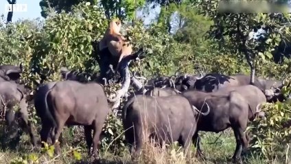 The Mother Buffalo Battles Lion to Protect Baby - Animal Fighting   ATP Earth
