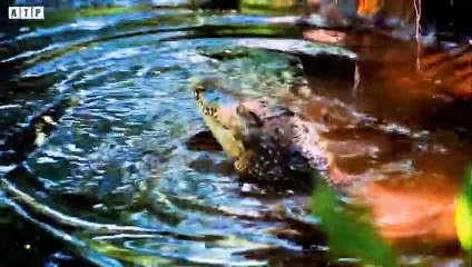 Crocodile Attack Mother Baboon with Baby - Animal Fighting   ATP Earth
