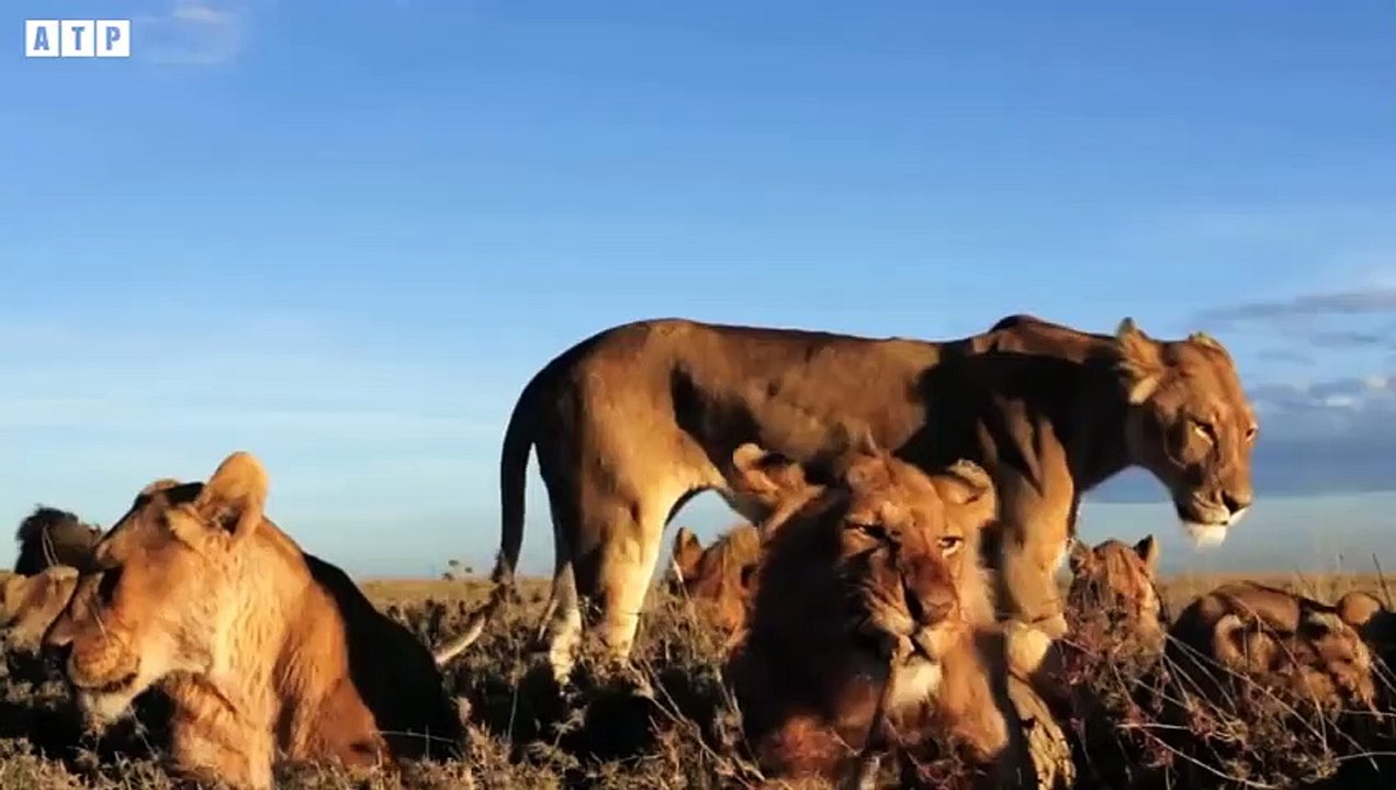 The Fight Between Lions and Hippos - Wild Animals   ATP Earth