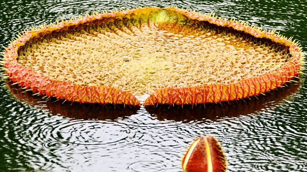 CLAREL ARMELLE Mama Cerasia Vidéo Dailymotion