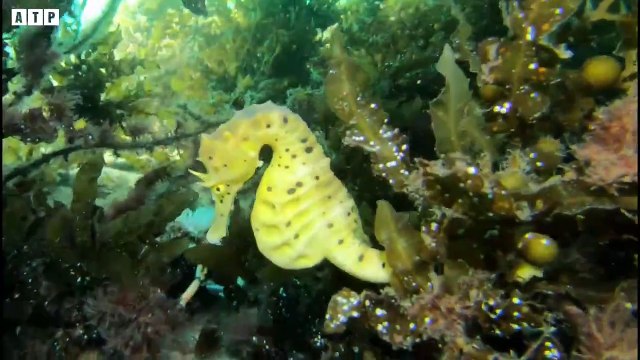 The Amazing Godfathers In The Animal World - Penguin in North Pole ATP Earth