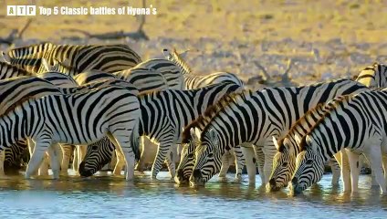 Top 5 Classic Battles of Hyena’s - Hunting Wild Animals   ATP Earth