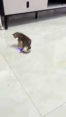 Anak kucing naik sepeda motor