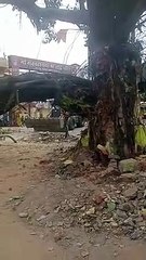 वीडियो देखें......न अंधड़ न बारिश... दोपहर को व्यस्त रोड पर गिर गया पीपल का पेड़, ये हुआ नुकसान