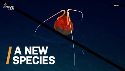 Marine Researchers Spot Extremely Rare Jellyfish Only Ever Witnessed Once Before
