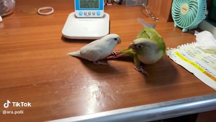Sun conure with albino red eyes