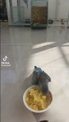 Australian parrots