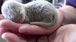 Adorable Small-Clawed Otter Pups Born in Japan