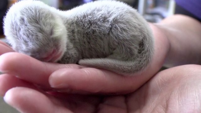Adorable Small-Clawed Otter Pups Born in Japan