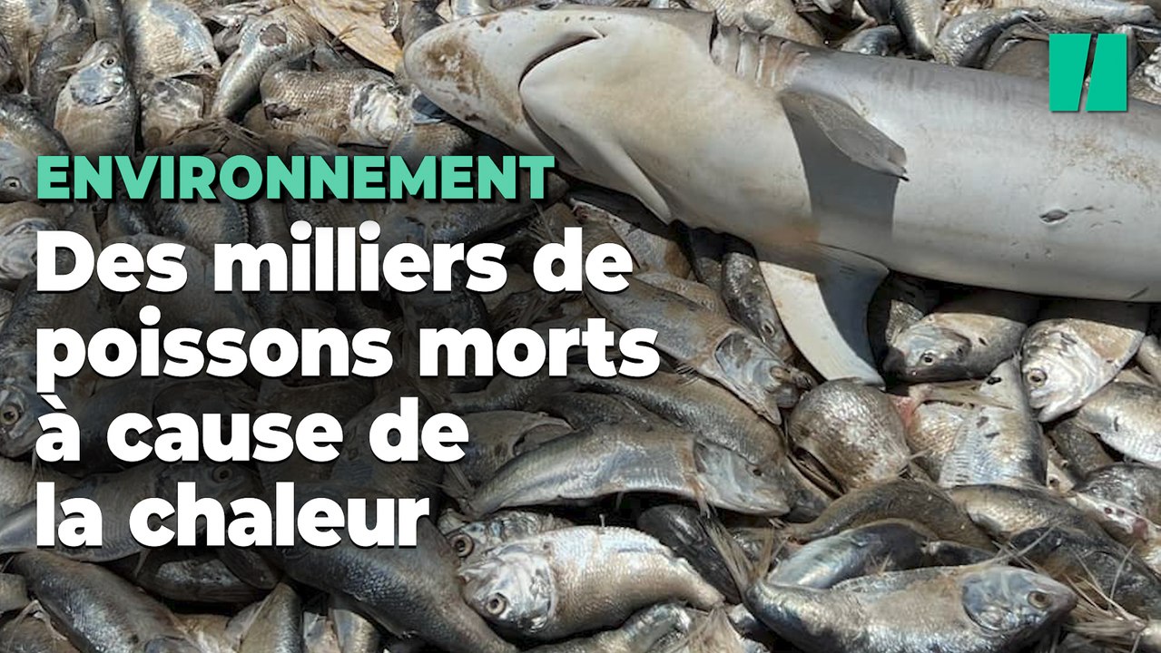 À cause de la chaleur, des milliers de poissons retrouvés morts sur une ...