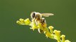 Pollen bomb: How to cope with hayfever symptoms as Met Office forecast high pollen count