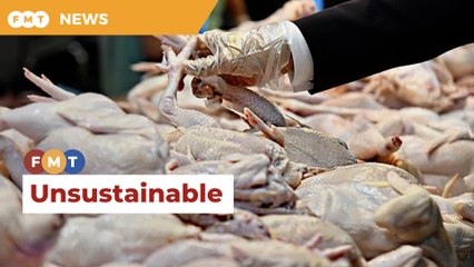 Retaining chicken, egg subsidies a bad idea, says economist