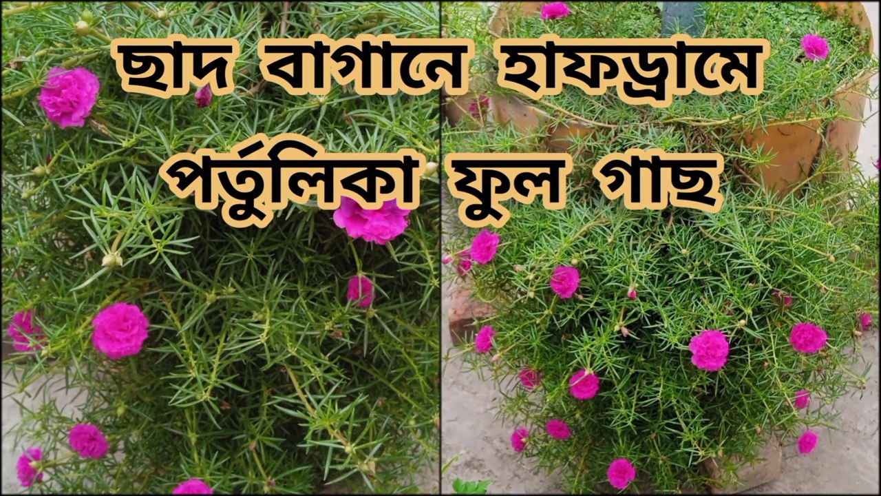 ছাদ বাগানে হাফড্রামে পর্তুলিকা ফুল গাছ ।। Portulaca flower plant।। 9 o'clock flower plant