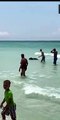 Filhote de urso é flagrado nadando em praia da Flórida, nos EUA