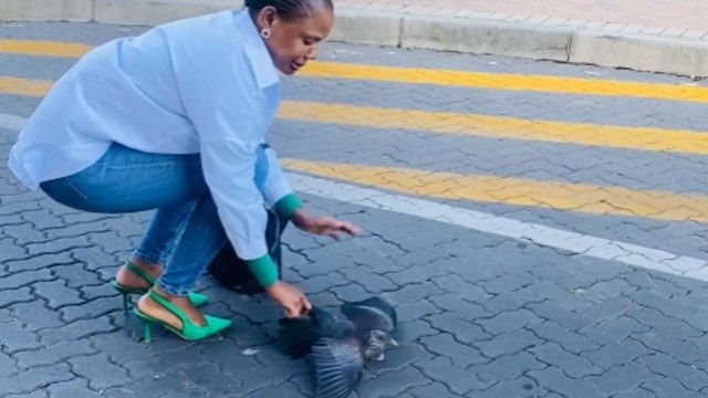 Kind-hearted woman saves a struggling bird from road traffic *Animal Rescue*