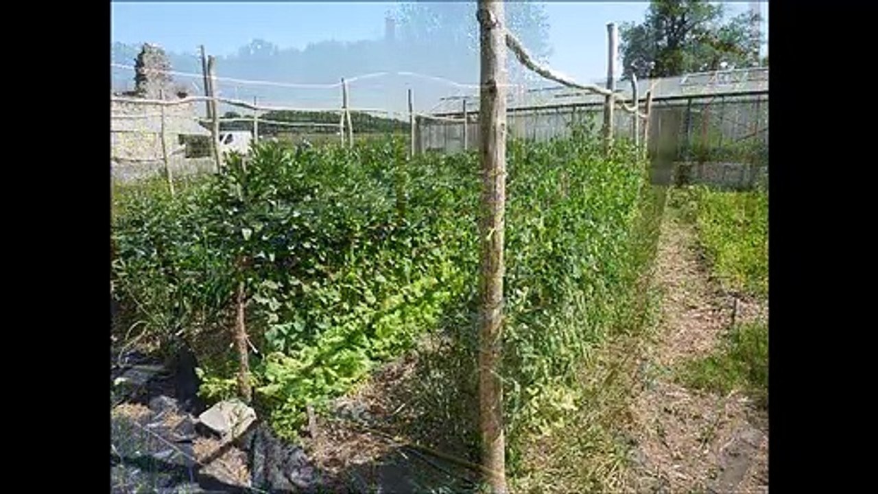 Jardins - Musique : La robe de mariée (JP Loyer) - Eric : guitares, mandolines.