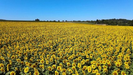 Campo girasoli gialli per Gianluca De Micheli