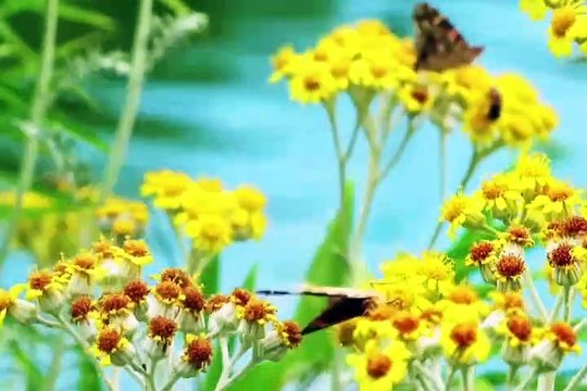 lab pe aati hai dua banke tamanna meri lyrics in Urdu (New) This poem is written by Allama Iqbal,