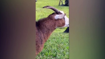 How Funny Animel: Hilarious Moments You Can't Miss!