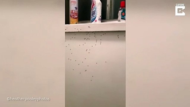 Des milliers d'araignées géantes grimpent sur cette maison pour échapper à l'inondation