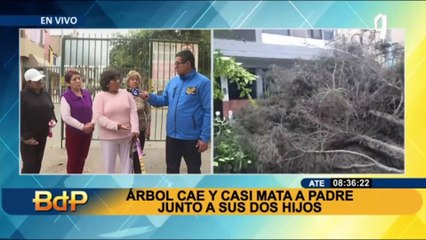El riesgo de la caída de árboles atemoriza a los vecinos de Ate