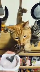 cat Cutest thing you'll see today